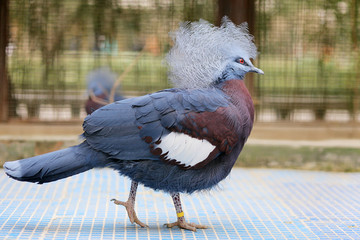 紫胸凤冠鸠