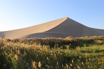 敦煌鸣沙山的沙丘和近处的芦苇草