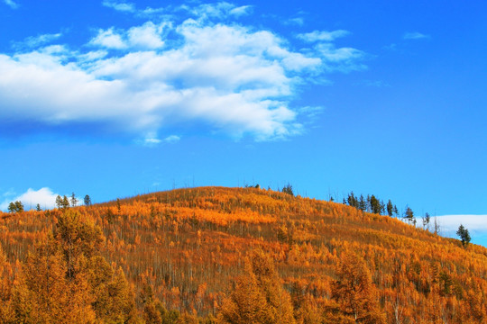 山脊上的树林秋色