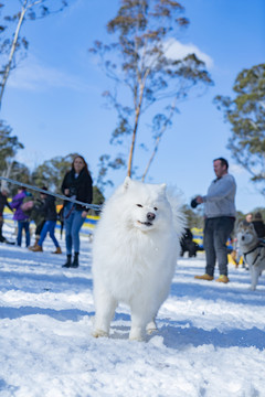 看雪景的萨摩耶