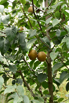 梨树果园