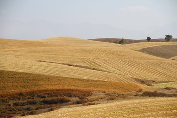 金黄色麦田