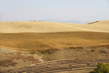 万亩麦田