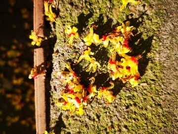 黄色的栾树花