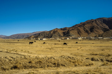 藏式牧区秋季风光