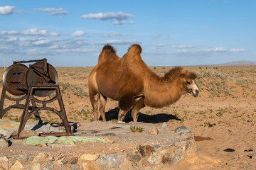 喝水的骆驼
