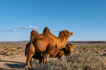 巴丹吉林沙漠骆驼