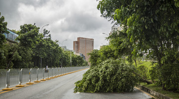 台风山竹暴雨后树木倒扶