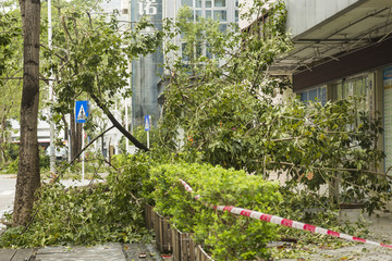 台风山竹暴雨后树木倒扶