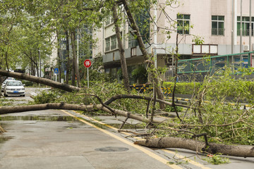 台风山竹暴雨后树木倒扶