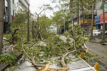 台风山竹暴雨后树木倒扶