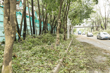 台风山竹暴雨后树木倒扶