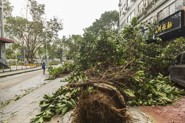 台风山竹暴雨后树木倒扶