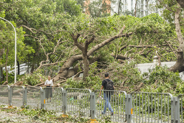 台风山竹暴雨后树木倒扶