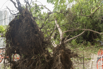 台风山竹暴雨后树木倒扶