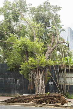 台风山竹暴雨后树木倒扶