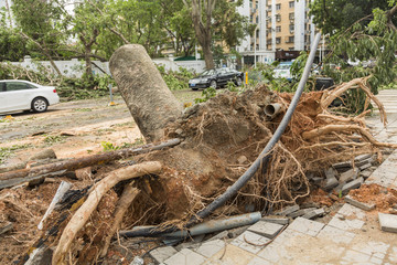 台风山竹暴雨后树木倒扶