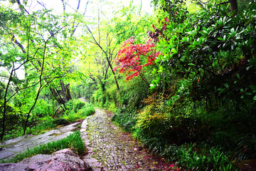 杭州道院小景