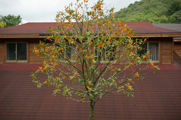 丹桂 一棵桂花树