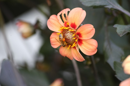 蜜蜂大丽菊