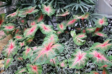 兴隆热带植物园