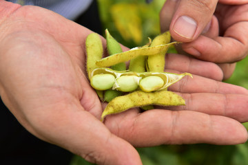 豆角豆荚