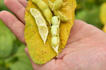 豆角豆荚