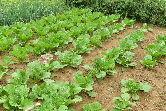 蔬菜种植基地