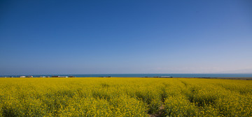 青海油菜花