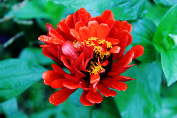 百日菊