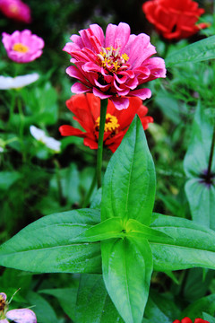 百日菊