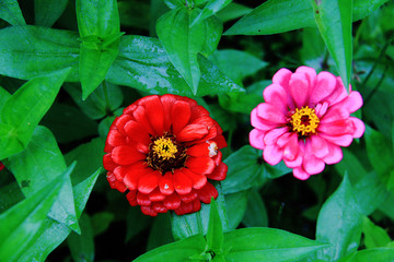 百日菊
