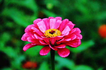 百日菊