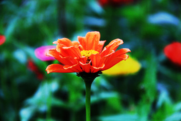 百日菊