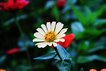 百日菊