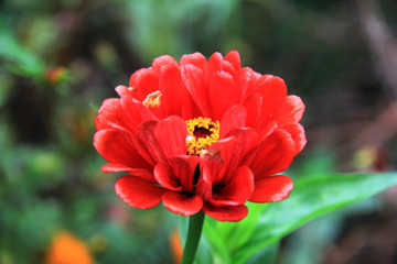 百日菊