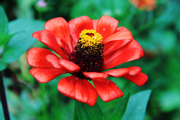 百日菊