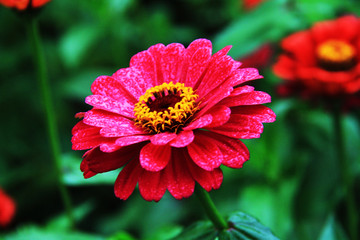 百日菊