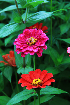 百日菊