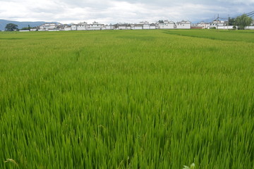 稻田农庄