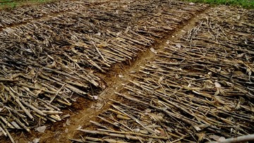 玉米杆覆盖的农田