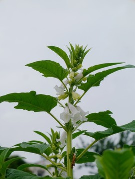 芝麻开花