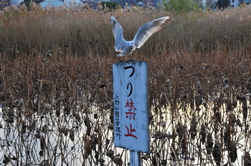 残荷和海鸟