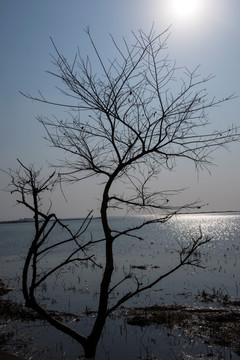 枯树
