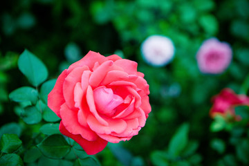 月季玫瑰鲜花