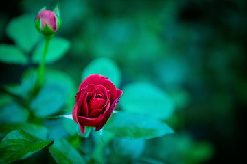 玫瑰月季花朵鲜花