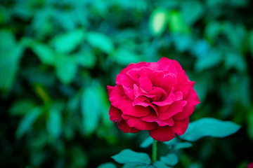 玫瑰月季花朵鲜花