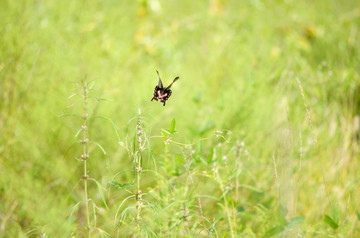 飞翔的黑蝴蝶
