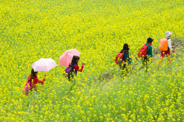 行走在油菜花海