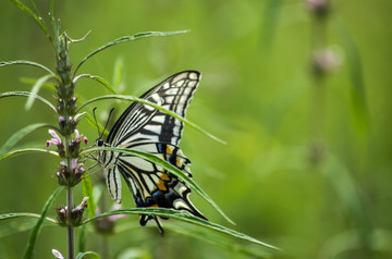 蝴蝶和益母草